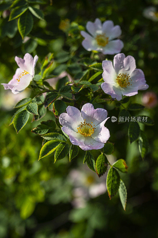 Rosa Canina Crepin -狗玫瑰